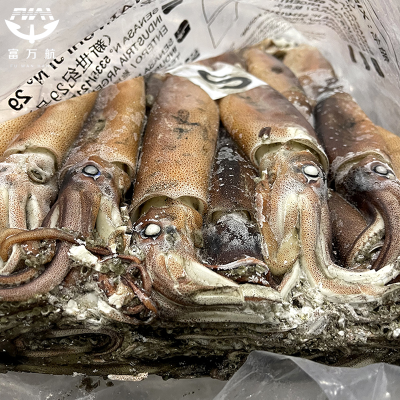 Frozen Illex Squid Whole Round