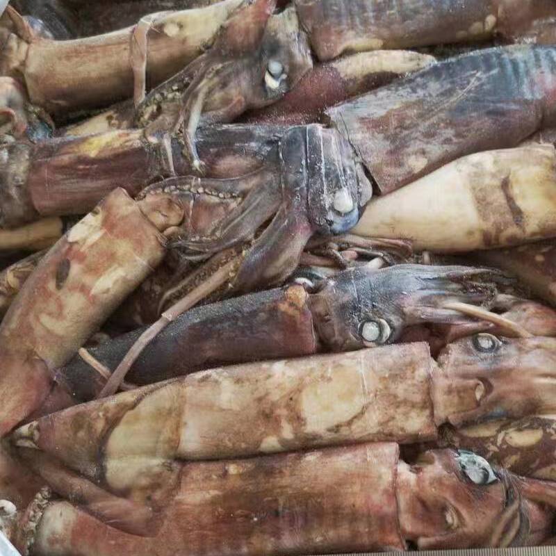 Frozen Indian squid whole