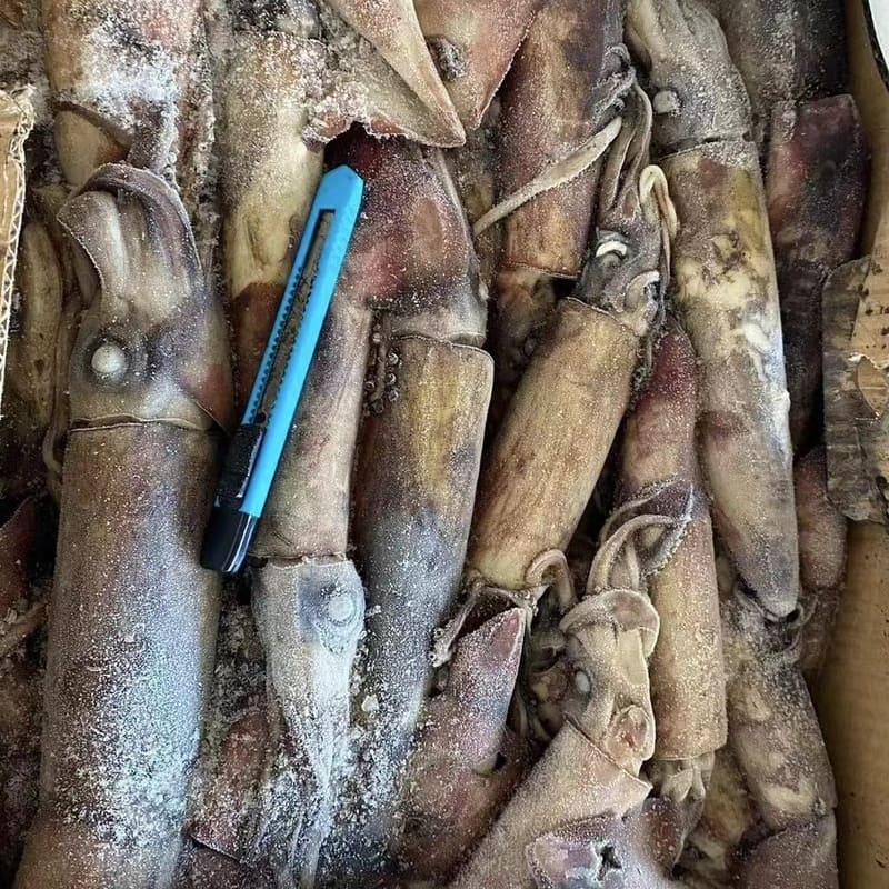 Frozen Indian squid