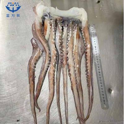 Frozen Peru Squid Tentacle