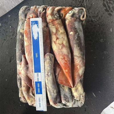 Frozen Equator Gigas Squid Export