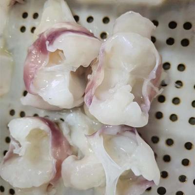 Frozen Seafood Equator Gigas Squid Neck