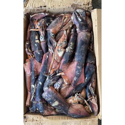 Frozen Seafood Indian Ocean Squid For Sale