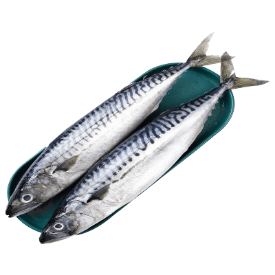 Japanese Frozen Seafood Pacific Saury Fish