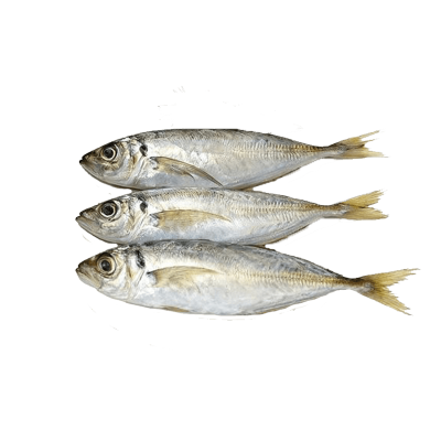 Frozen Fish Small Eye Scad Whole Round