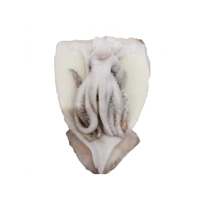 IQF illex squid fillet and head for global market