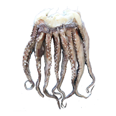 Frozen Seafood Giant Equator Squid Tentacle